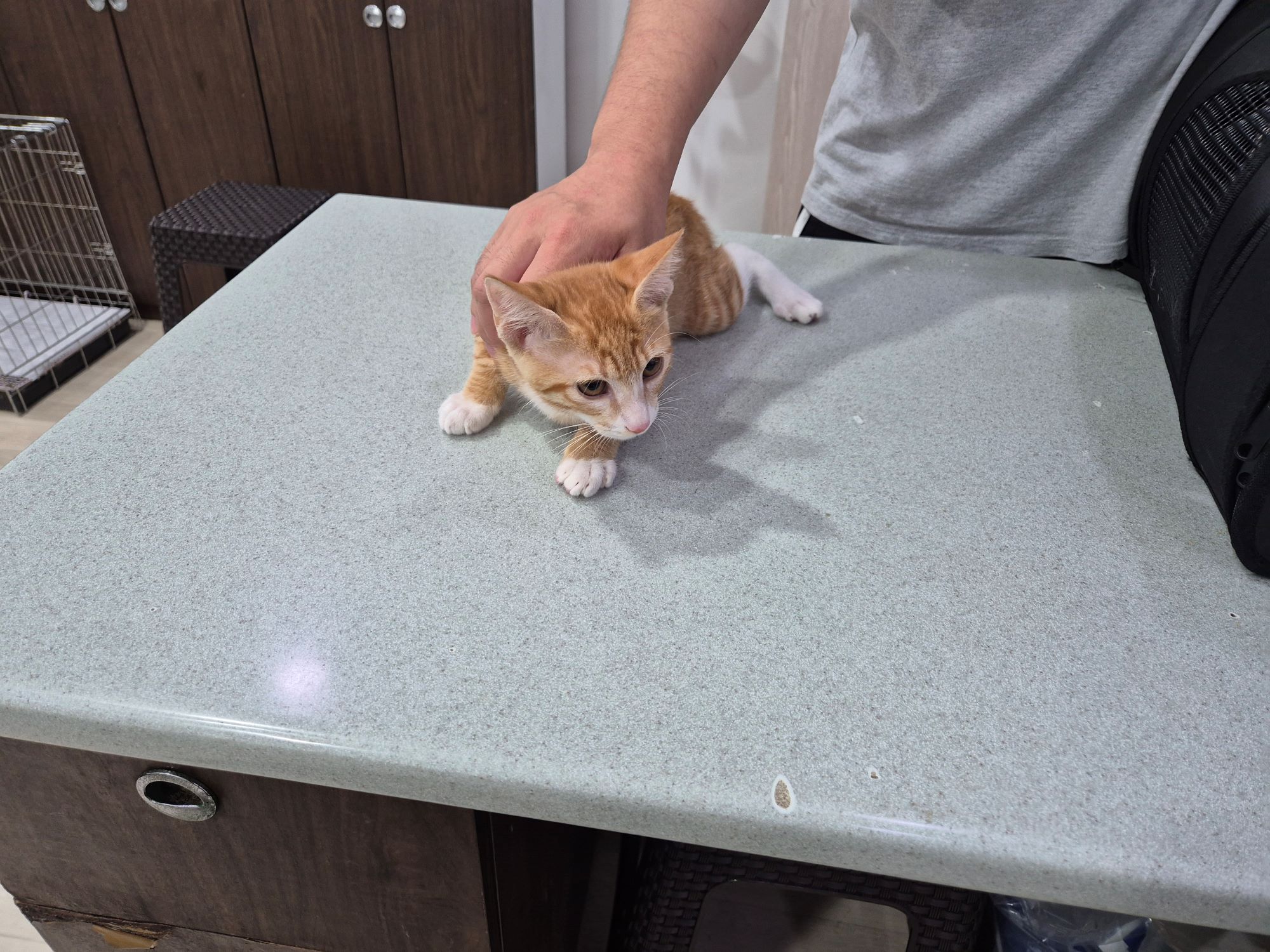 하나동물병원_445470202400999